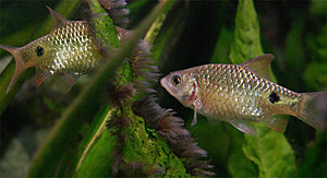 Klicka på bilden för större version

Namn: Tofsalgsrens3.jpg
Visningar: 315
Storlek: 105,0 KB
ID: 2175954