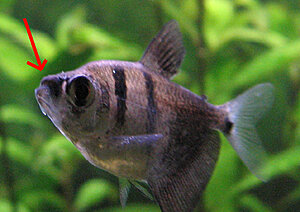 Klicka på bilden för större version

Namn: tetra2.jpg
Visningar: 740
Storlek: 158,3 KB
ID: 2175986