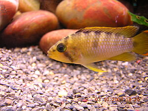 Klicka på bilden för större version

Namn: Nijsseni_1.JPG
Visningar: 1360
Storlek: 369,9 KB
ID: 2176466