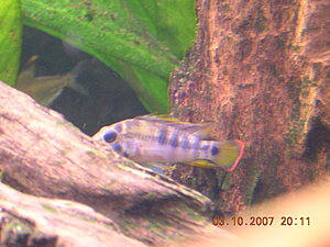Klicka på bilden för större version

Namn: Baenschi_3.JPG
Visningar: 1285
Storlek: 426,4 KB
ID: 2176470