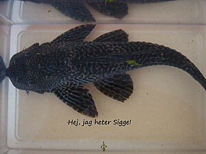 Klicka på bilden för större version

Namn: sigge4.jpg
Visningar: 164
Storlek: 63,8 KB
ID: 2179050