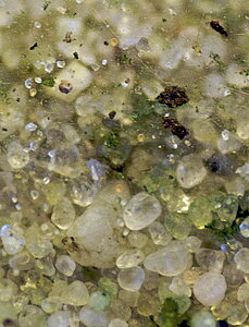 Klicka på bilden för större version

Namn: Dendrocephalus brasiliensis 004.jpg
Visningar: 276
Storlek: 109,2 KB
ID: 2179193
