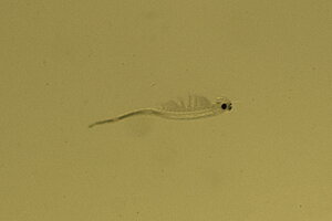 Klicka på bilden för större version

Namn: Dendrocephalus brasiliensis 008.jpg
Visningar: 265
Storlek: 232,3 KB
ID: 2179195