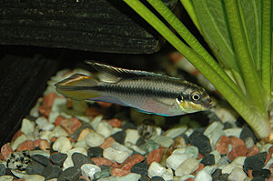 Klicka på bilden för större version

Namn: akv23.jpg
Visningar: 110
Storlek: 261,6 KB
ID: 2180177