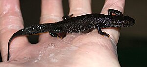 Klicka på bilden för större version

Namn: 102-10-05-09 - HonaStorsalamander-800.JPG
Visningar: 153
Storlek: 76,8 KB
ID: 2180600