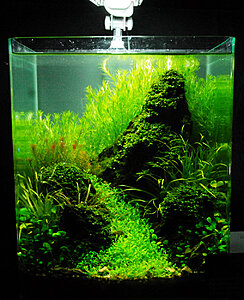 Klicka på bilden för större version

Namn: Planted Aquarium2.jpg
Visningar: 548
Storlek: 583,4 KB
ID: 2181527