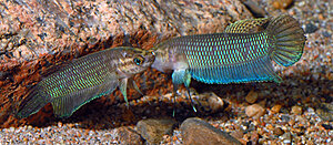Klicka på bilden för större version

Namn: 06.Betta bellica- pugnax8 - Kopia.jpg
Visningar: 174
Storlek: 138,6 KB
ID: 2183089