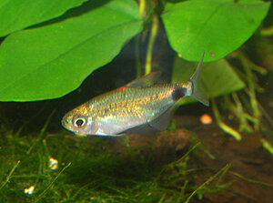 Klicka på bilden för större version

Namn: 05.tetra Flössenhecht-Rotkäppchensalmler.Kjell DSC_0587 - Kopia.JPG
Visningar: 157
Storlek: 115,8 KB
ID: 2183090