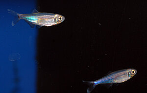 Klicka på bilden för större version

Namn: 02. tetra Superblauer perusalmler Kjell DSC_0711 - Kopia.JPG
Visningar: 165
Storlek: 134,9 KB
ID: 2183093
