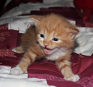 IMG_9843 - Zeb.JPG