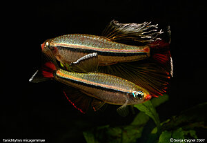 Klicka på bilden för större version

Namn: 07-800px-9948.jpg
Visningar: 120
Storlek: 181,1 KB
ID: 2339409