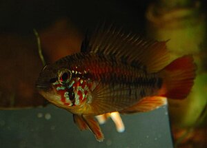 Klicka på bilden för större version

Namn: namnlös.jpg
Visningar: 83
Storlek: 40,7 KB
ID: 2339458