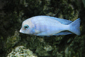 Klicka på bilden för större version

Namn: Delfin1.JPG
Visningar: 87
Storlek: 97,0 KB
ID: 2339469