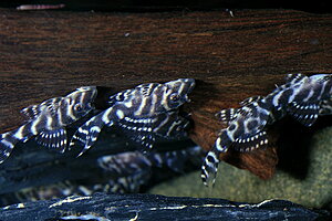 Klicka på bilden för större version

Namn: L333 a.jpg
Visningar: 95
Storlek: 121,1 KB
ID: 2339605