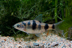 Klicka på bilden för större version

Namn: puntius_sahyadriensis.jpg
Visningar: 119
Storlek: 250,2 KB
ID: 2339682