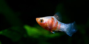 Klicka på bilden för större version

Namn: platy.jpg
Visningar: 146
Storlek: 64,4 KB
ID: 2339686