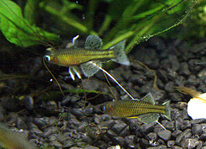 Klicka på bilden för större version

Namn: IMG_7117.jpg
Visningar: 80
Storlek: 224,9 KB
ID: 2339817