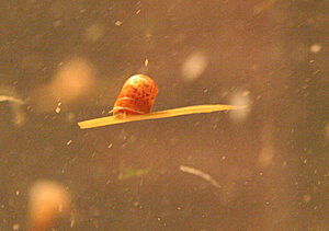 Klicka på bilden för större version

Namn: IMG_7191.jpg
Visningar: 66
Storlek: 167,9 KB
ID: 2339820
