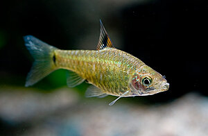 Klicka på bilden för större version

Namn: vittatus.jpg
Visningar: 150
Storlek: 49,1 KB
ID: 2339963