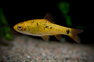 Klicka på bilden för större version

Namn: puntius_schuberti.jpg
Visningar: 161
Storlek: 151,3 KB
ID: 2339971