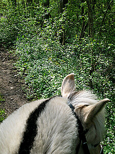 Klicka på bilden för större version

Namn: ridtur2.jpg
Visningar: 72
Storlek: 276,2 KB
ID: 2340013