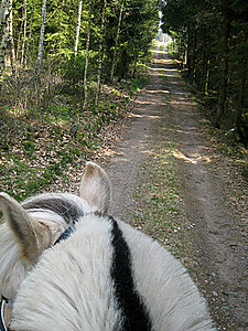 Klicka på bilden för större version

Namn: ridtur4.jpg
Visningar: 75
Storlek: 223,8 KB
ID: 2340015