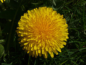 Klicka på bilden för större version

Namn: Maskros 3.jpg
Visningar: 79
Storlek: 222,4 KB
ID: 2340038