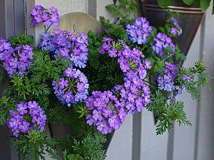 Klicka på bilden för större version

Namn: Hängverbena Blå.jpg
Visningar: 827
Storlek: 338,5 KB
ID: 2340077