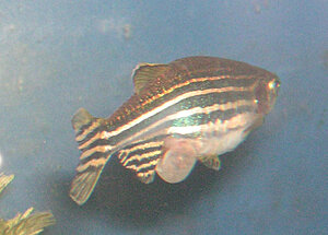 Klicka på bilden för större version

Namn: Zebrafisk-hona-med-brun-säck2.jpg
Visningar: 97
Storlek: 221,0 KB
ID: 2340098