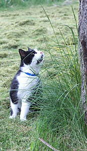 Klicka på bilden för större version

Namn: katt.jpg
Visningar: 80
Storlek: 221,6 KB
ID: 2340136