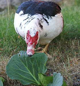 Klicka på bilden för större version

Namn: mums.jpg
Visningar: 119
Storlek: 218,7 KB
ID: 2340190