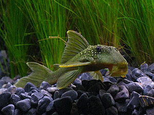 Klicka på bilden för större version

Namn: Hemiancistrus subviridis 2s.jpg
Visningar: 138
Storlek: 264,8 KB
ID: 2340232