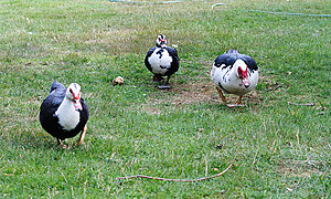 Klicka på bilden för större version

Namn: quackpack.jpg
Visningar: 102
Storlek: 252,4 KB
ID: 2340311