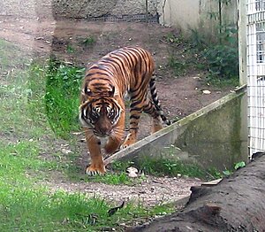 Klicka på bilden för större version

Namn: tiger2.jpg
Visningar: 106
Storlek: 180,9 KB
ID: 2340330