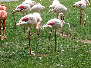 Klicka på bilden för större version

Namn: flamingos.jpg
Visningar: 98
Storlek: 200,9 KB
ID: 2340332