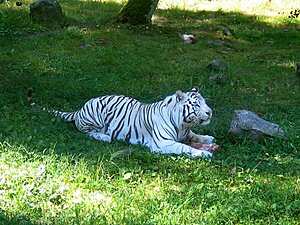 Klicka på bilden för större version

Namn: vit_tiger.jpg
Visningar: 100
Storlek: 195,1 KB
ID: 2340334