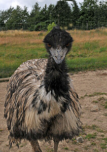 Klicka på bilden för större version

Namn: emu-1.jpg
Visningar: 149
Storlek: 171,6 KB
ID: 2340350