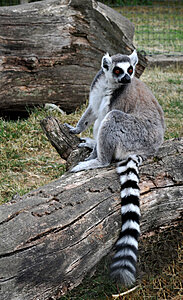 Klicka på bilden för större version

Namn: lemur.jpg
Visningar: 94
Storlek: 193,3 KB
ID: 2340352