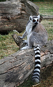 Klicka på bilden för större version

Namn: lemur.jpg
Visningar: 143
Storlek: 193,3 KB
ID: 2340352