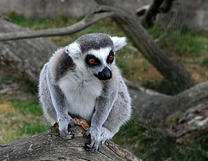 Klicka på bilden för större version

Namn: lemur-nära.jpg
Visningar: 108
Storlek: 125,4 KB
ID: 2340353