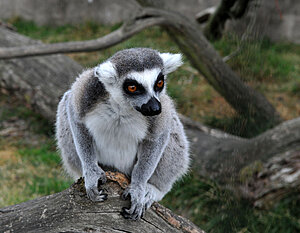 Klicka på bilden för större version

Namn: lemur-nära.jpg
Visningar: 155
Storlek: 125,4 KB
ID: 2340353