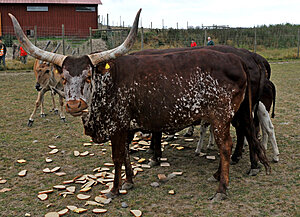Klicka på bilden för större version

Namn: tjur.jpg
Visningar: 141
Storlek: 224,4 KB
ID: 2340355