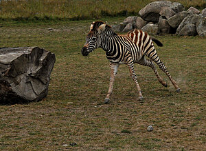 Klicka på bilden för större version

Namn: zebraföl.jpg
Visningar: 157
Storlek: 218,7 KB
ID: 2340356