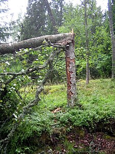 Klicka på bilden för större version

Namn: björk3.jpg
Visningar: 110
Storlek: 202,5 KB
ID: 2340361