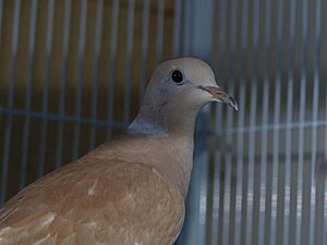 Klicka på bilden för större version

Namn: Dove 2.jpg
Visningar: 136
Storlek: 53,2 KB
ID: 2340383