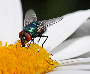 Klicka på bilden för större version

Namn: grön fluga1.jpg
Visningar: 98
Storlek: 381,3 KB
ID: 2340387