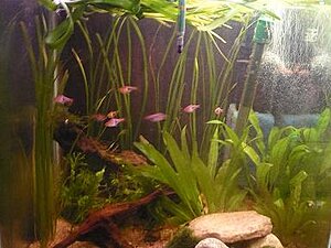 Klicka på bilden för större version

Namn: rasbora.JPG
Visningar: 110
Storlek: 35,9 KB
ID: 2340418