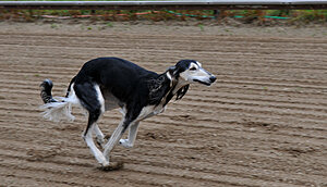 Klicka på bilden för större version

Namn: saluki800.jpg
Visningar: 93
Storlek: 309,6 KB
ID: 2340432