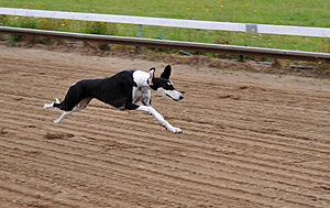 Klicka på bilden för större version

Namn: slät saluki800.jpg
Visningar: 75
Storlek: 345,6 KB
ID: 2340433