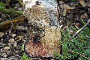 Klicka på bilden för större version

Namn: timber.jpg
Visningar: 163
Storlek: 179,8 KB
ID: 2340476